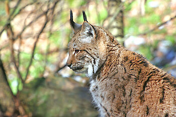 Familienurlaub am Arber
